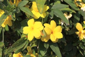 Gelsemium sempervirens