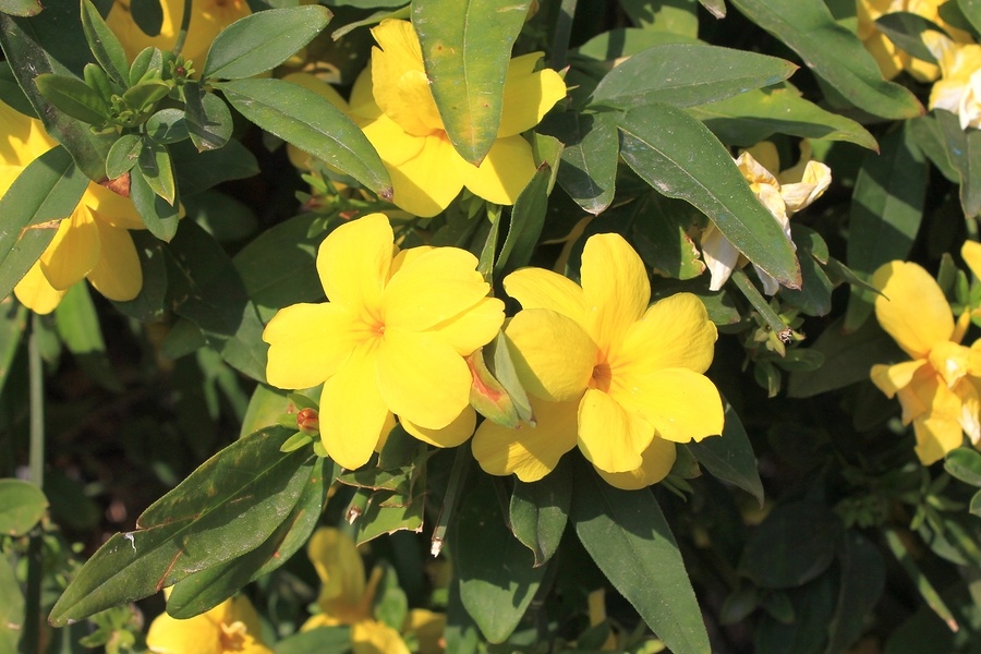 Gelsemium sempervirens