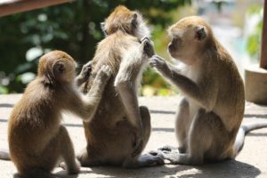 monkey itch mm tips