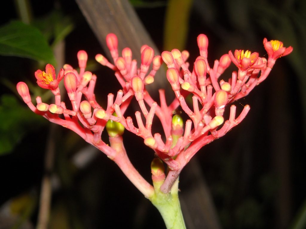 Ashoka_Saraca Indica