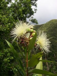Syzygium jambos, Eugenia jambos
